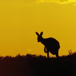 Kangaroo Sturt National Park New South Wales The
