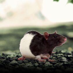 Rat Wallpapers HD Backgrounds, Image, Pics, Photos Free Download