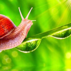 Snail Tag wallpapers: Snail Animals Seasons Birds Forests Creative