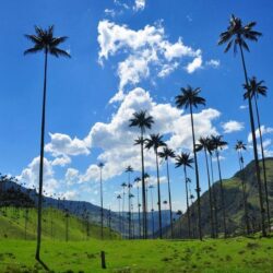Free Wallpaper: Wax Palms in Valle del Cocora