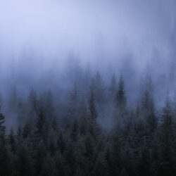 Wallpapers 4k Fog Dark Forest Tress Landscape 5k 4k