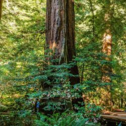 Northern California Redwoods Map Free Printable Muir Woods National