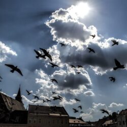 Dark Clouds and Flying Pigeons, Brasov, Transylvania, Romania