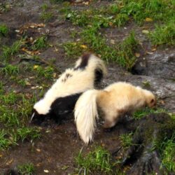 Skunks in zoo