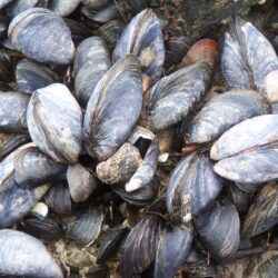 Black Sea Mussels Wallpapers High Quality