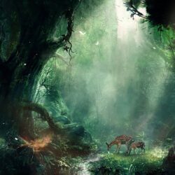 Bambi Jungle, HD Creative, 4k Wallpapers, Image, Backgrounds