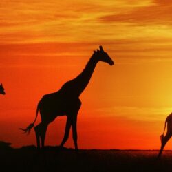 wallpapers Giraffes At Sunset, Botswana HD : Widescreen : High