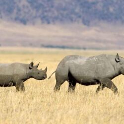 Rhinoceros Tag wallpapers: Rhino Baby Calf Rhinoceros Funny Photo