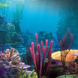 Finding Nemo desktop wallpapers in HD