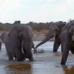 Elephant family bathing action in a waterhole. Nxai Pan National