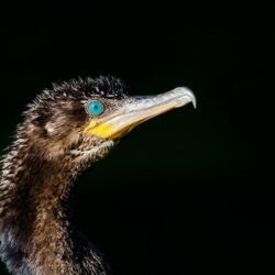 Wallpapers bird, cormorant, Phalacrocorax brasilianus, Bigua