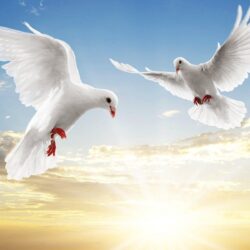 51 Dove HD Wallpapers