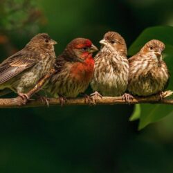 finch, Bird, Finches, 8 Wallpapers HD / Desktop and Mobile