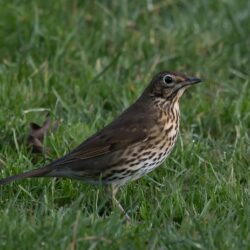 Free stock photo of grassland, Song Thrush, speckled