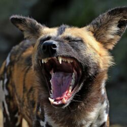 African wild Dog, African hunting dog or Painted Wolf HD
