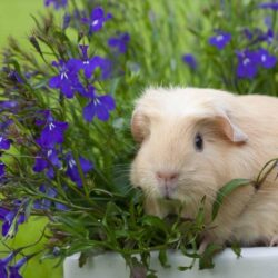 Guinea Pig Wallpapers HD Download