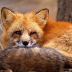 Red Fox HD Wallpapers