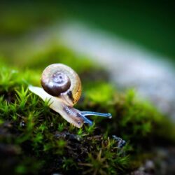 Snail Wallpapers, 47 Free Snail Wallpapers