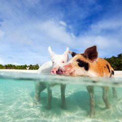 Pigs in Bahamas Beach Wallpapers