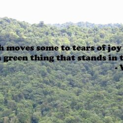 International Day of Forests Quotes 2017 World Forestry Day Slogan