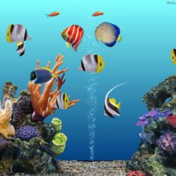 Download Free Aquarium Wallpapers