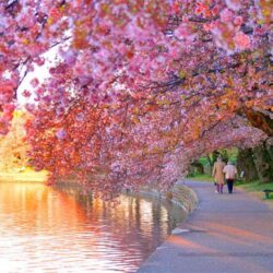 Cherry Blossom wallpapers hd