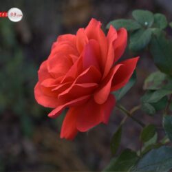 Red Roses Wallpapers Picture Image 7996