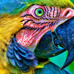 Macaw wallpapers Full HD