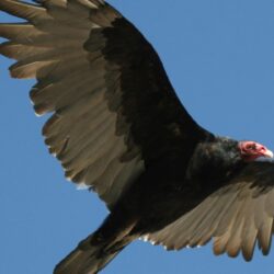 Vultures Chewing On Rubber Car Parts In Florida Everglades