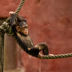 Chimpanzee Chilling On A Rope Wallpapers