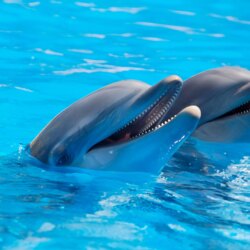171 Dolphin Wallpapers