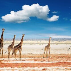 Giraffe Wallpapers and Backgrounds