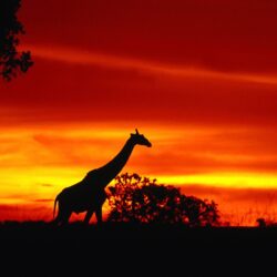 Giraffe Sunset Wallpapers