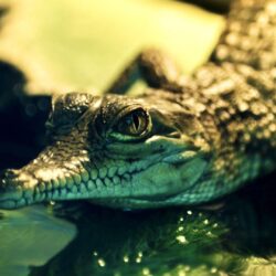 Nice Alligator HD Wallpapers Download Logo And Photo Cookies