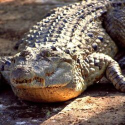 Alligator Reptile HD Photos Wallpapers Download