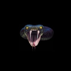 Animals For > Cobra Snake Wallpapers