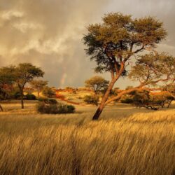 namibia africa savannah grass tree HD wallpapers