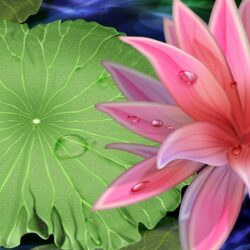 Pink Beauty Lotus Flower Desktop Wallpapers Download Free