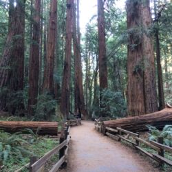 brown, forest, muir woods, national park, nature, park, tree, woods