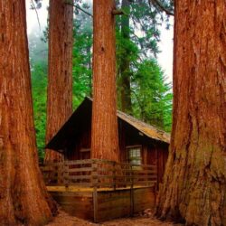 Sequoia Tag wallpapers: Sequoi Nature Forest Brown Wood Tree