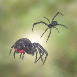 How to Identify and Treat Black Widow Spider Bites: 10 Steps