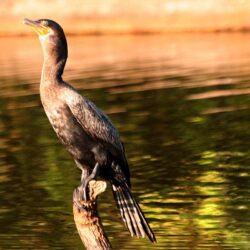 Free Cormorant Wallpapers