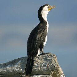Cormorant Wallpapers and backgrounds
