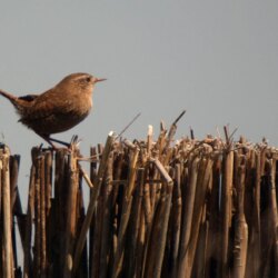 Brown bird perched on brown sticks, wren HD wallpapers