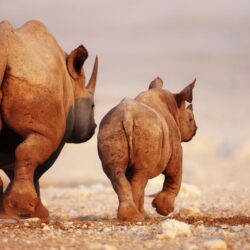 Black Rhinoceros Baby And Cow