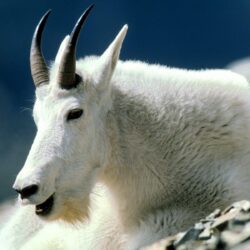 Mountain goat HD Wallpapers