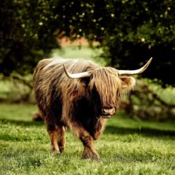 Silly Highland Cow Sketch Wallpaper Backgrounds