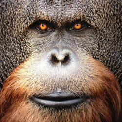 Orangutan wallpapers