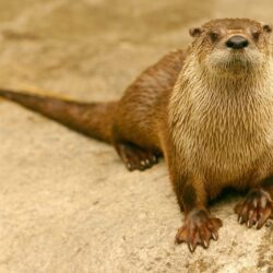 HD Otter Wallpapers and Photos