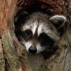 Raccoon Wallpapers 17889